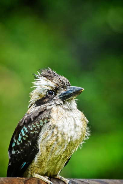 istock Wet baby Laughing Kookaburra (Dacelo novaeguineae) 1139355466