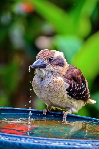 istock Baby Laughing Kookaburra (Dacelo novaeguineae) 1139355548