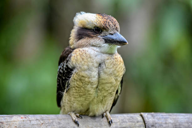istock Baby Laughing Kookaburra (Dacelo novaeguineae) 1139355665