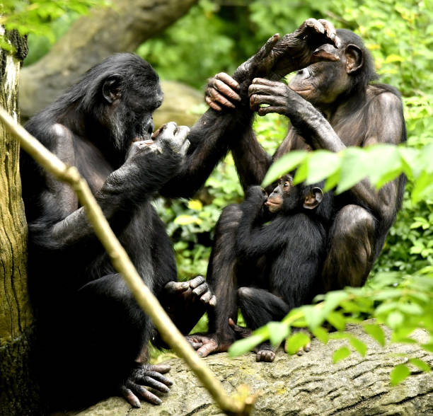 istock Bonobo Mom, Dad and baby Grooming 1139356482