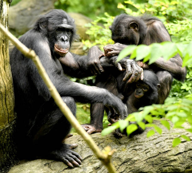 istock Bonobo Mom, Dad and baby Grooming 1139356490