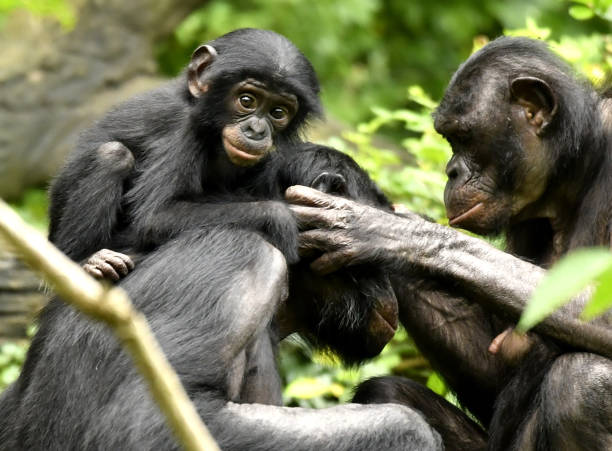 istock Bonobo Mom, Dad and baby Grooming 1139356493