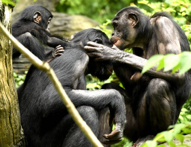 istock Bonobo Mom, Dad and baby Grooming 1139356497