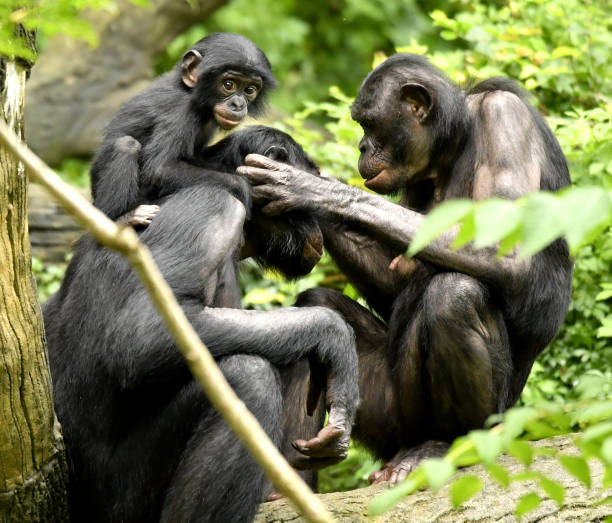 istock Bonobo Mom, Dad and baby Grooming 1139356501