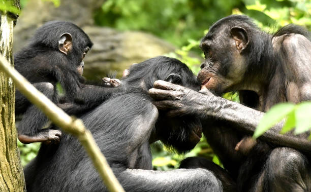 istock Bonobo Mom, Dad and baby Grooming 1139356502