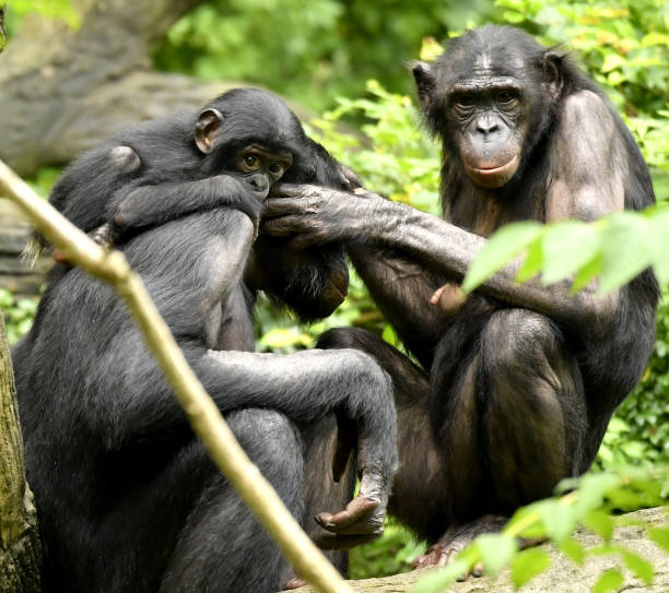istock Bonobo Mom, Dad and baby Grooming 1139356505