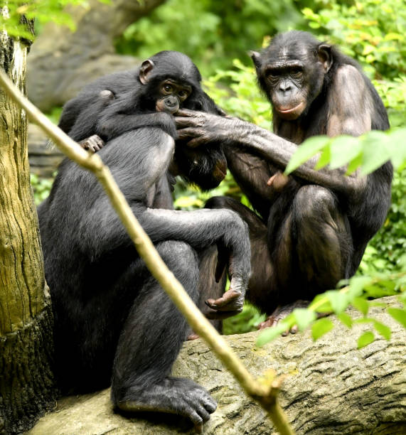 istock Bonobo Mom, Dad and baby Grooming 1139356509