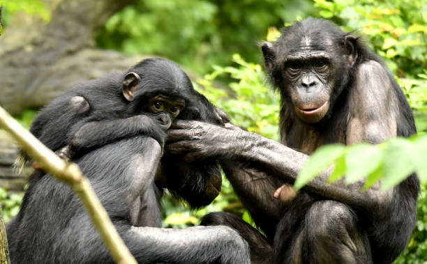istock Bonobo Mom, Dad and baby Grooming 1139356511