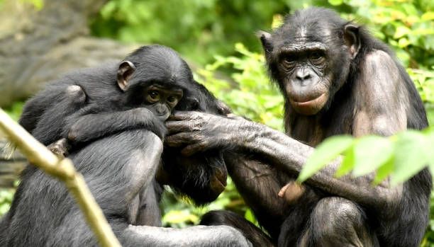 istock Bonobo Mom, Dad and baby Grooming 1139356515