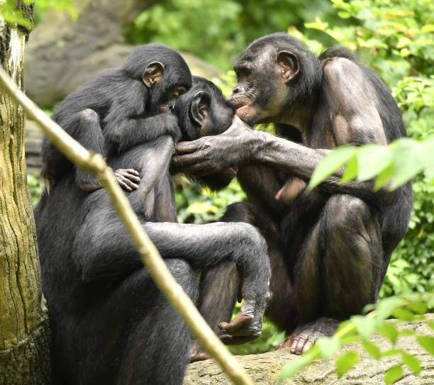 istock Bonobo Mom, Dad and baby Grooming 1139356523