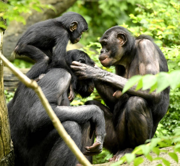 istock Bonobo Mom, Dad and baby Grooming 1139356525