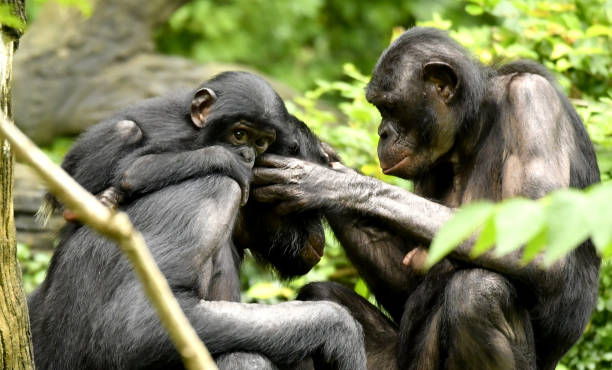 istock Bonobo Mom, Dad and baby Grooming 1139356527