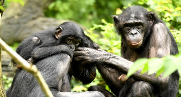 istock Bonobo Mom, Dad and baby Grooming 1139356530