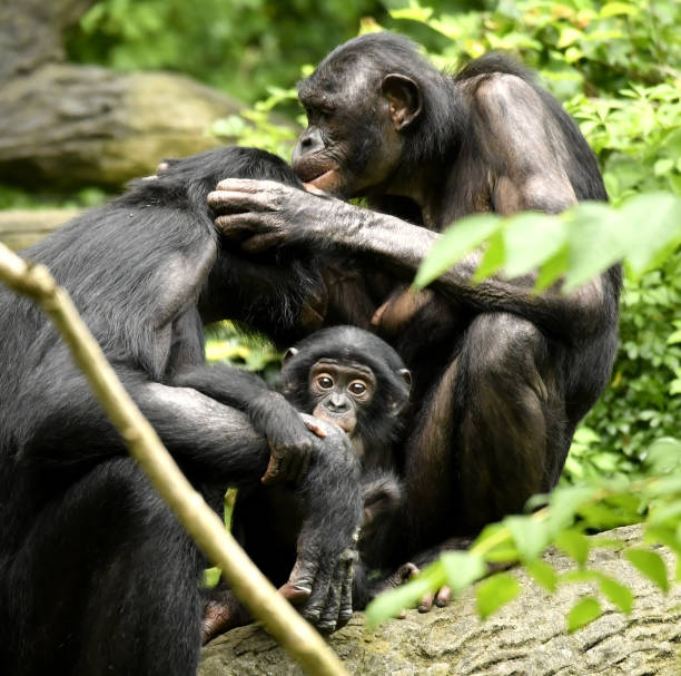 istock Bonobo Mom, Dad and baby Grooming 1139356550