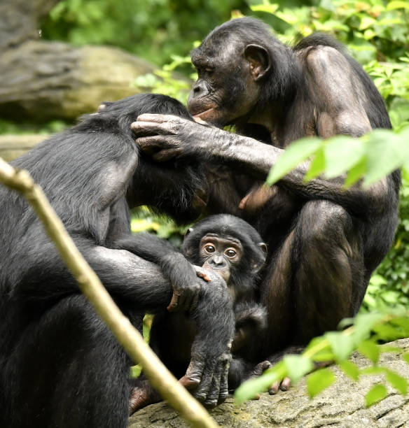 istock Bonobo Mom, Dad and baby Grooming 1139356561
