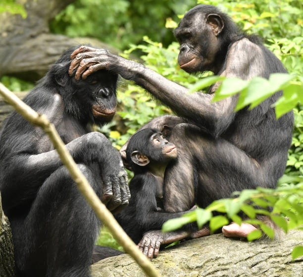 istock Bonobo Mom, Dad and baby Grooming 1139356564
