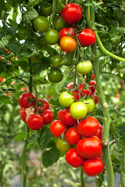 istock tomato greenhouse farming 1139356655
