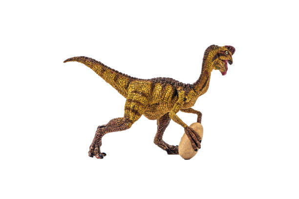Oviraptor  Dinosaur on white background stock photo