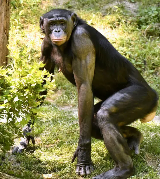Bonobo Adult Female