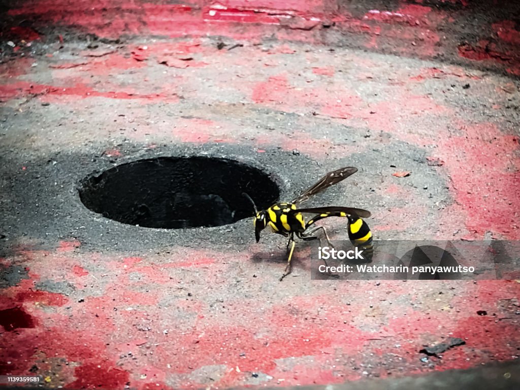 The Wasphornetyellow Jaketstanding On Steel Plateit Had Six Legstwo Sets Of Wingsantennaechewing Mandilepinched Waist And Stingerdangerous Flying Insectbignette Lens Effect Stock Photo - Download Image Now - iStock The Wasphornetyellow Jaketstanding On Steel Plateit Had Six Legstwo Sets Of Wingsantennaechewing Mandilepinched Waist And Stingerdangerous Flying Insectbignette Lens Effect Stock Photo - Download Image Now - iStock