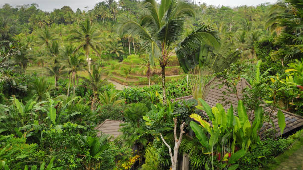 istock Natural view of Ubud  in Bali 1139359615