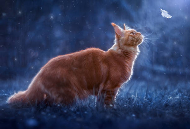 Cat in the garden in the evening
