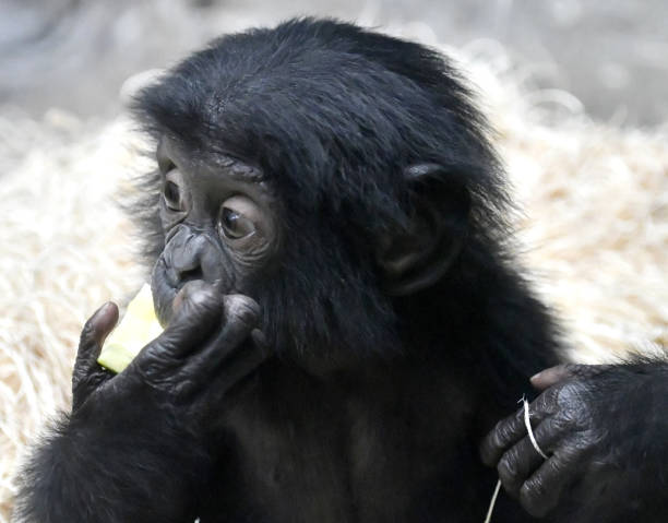 istock Bonobo Male Baby 1139363558