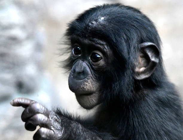 istock Bonobo Male Baby 1139364796