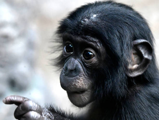 istock Bonobo Male Baby 1139364819