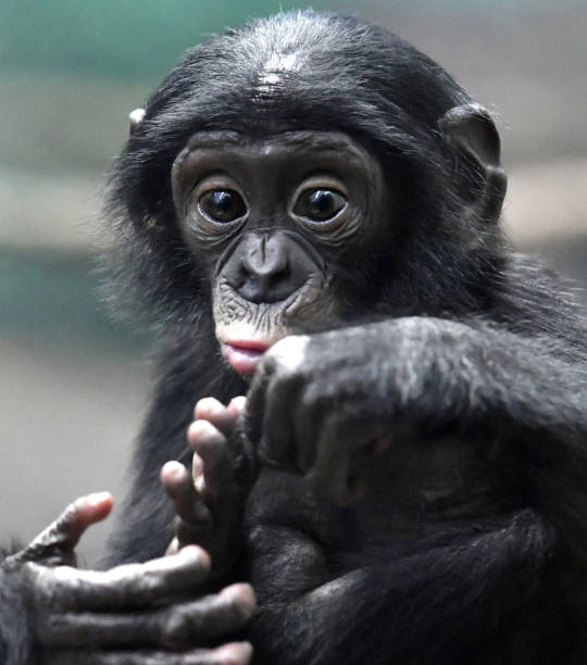istock Bonobo Male Baby 1139365054