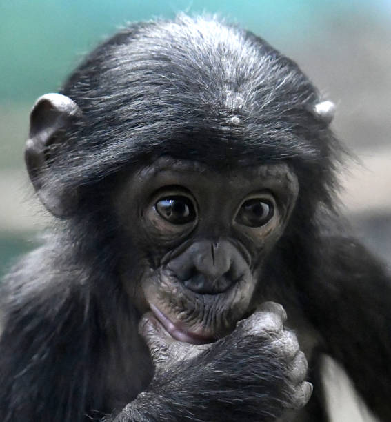 istock Bonobo Male Baby 1139365094