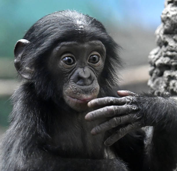 istock Bonobo Male Baby 1139365102