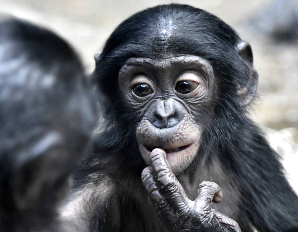 istock Bonobo Male Baby 1139365111