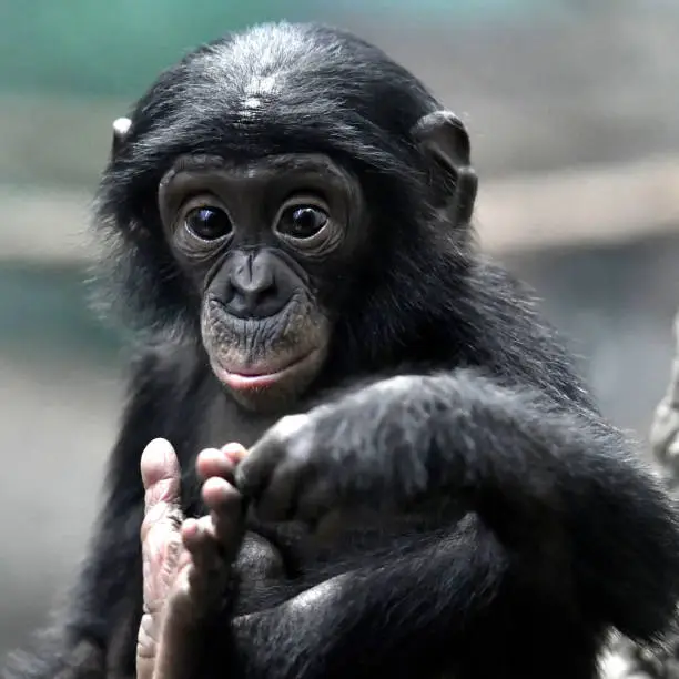 Bonobo Male Baby