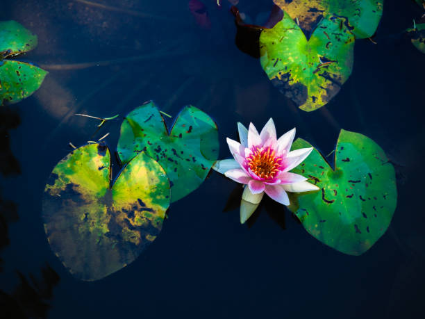 istock Wiew of a pink water lily. 1139370484