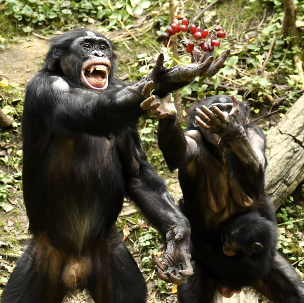A group of baboons engages in playful activities within a wildlife sanctuary. The sun shines brightly, casting shadows on the rocky terrain as they interact with one another.