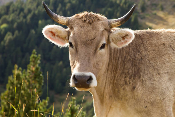istock Portrait of a cow 1139373079