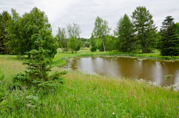 istock Lake in the forest, creating harmony with the surrounding nature. 1139373171