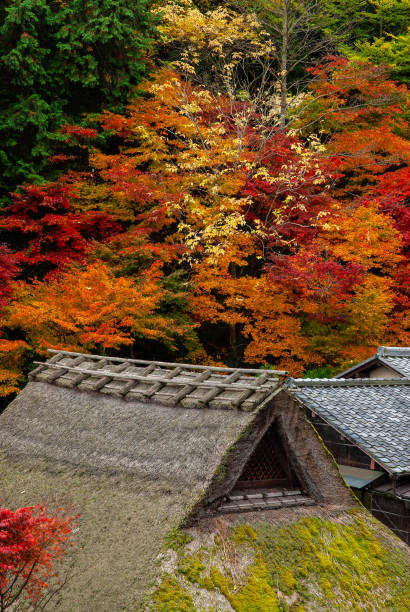 istock Thatched roof and autumn leaves 1139373228