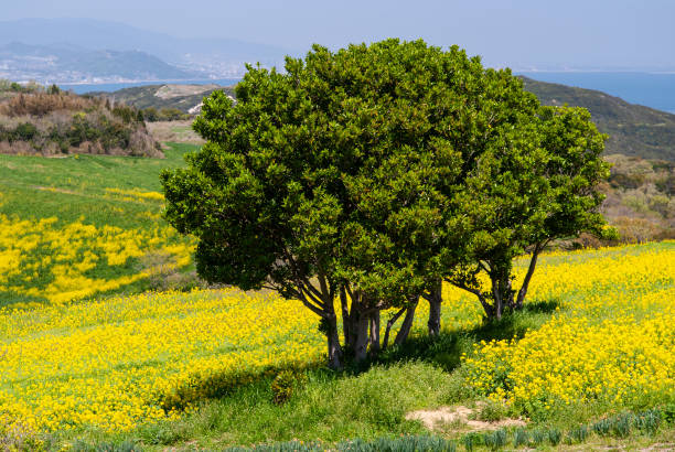 A rape field that makes you feel energetic