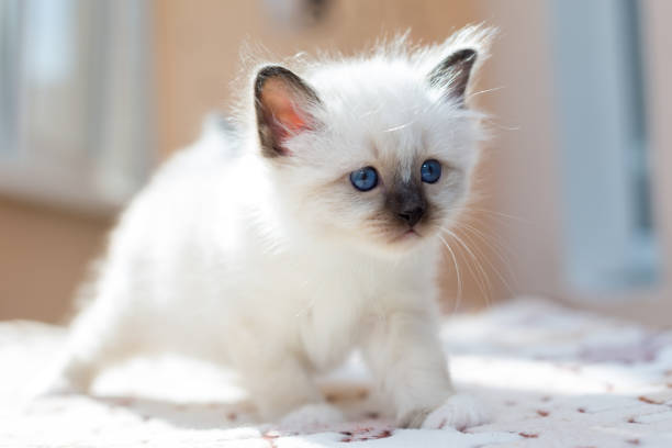 kitten cat breed sacred burma on a light background