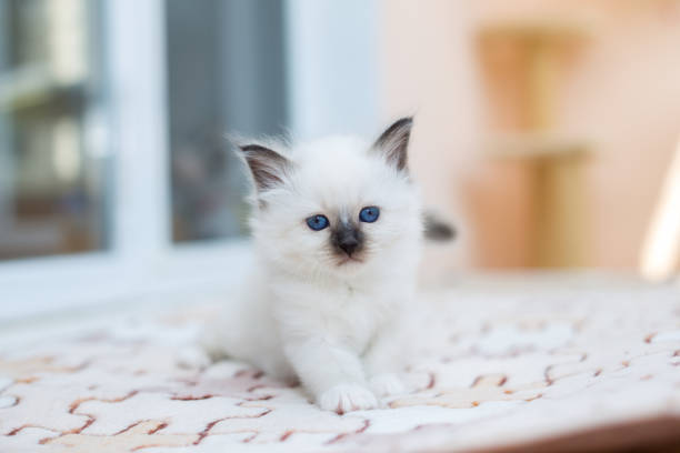 istock kitten cat breed sacred burma on a light background 1139373816