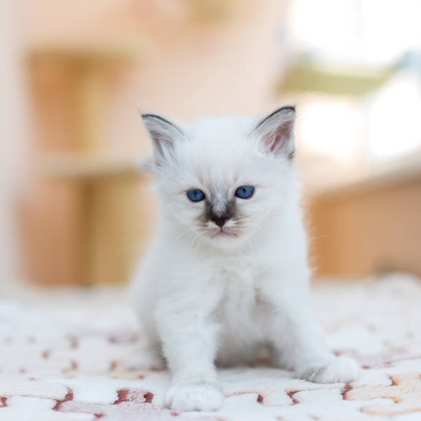 istock kitten cat breed sacred burma on a light background 1139373824