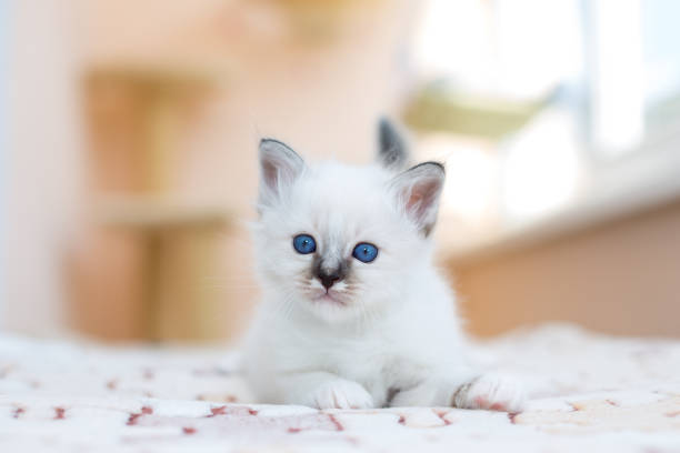 istock kitten cat breed sacred burma on a light background 1139373826