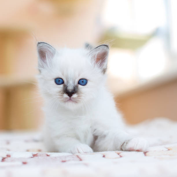istock kitten cat breed sacred burma on a light background 1139373830