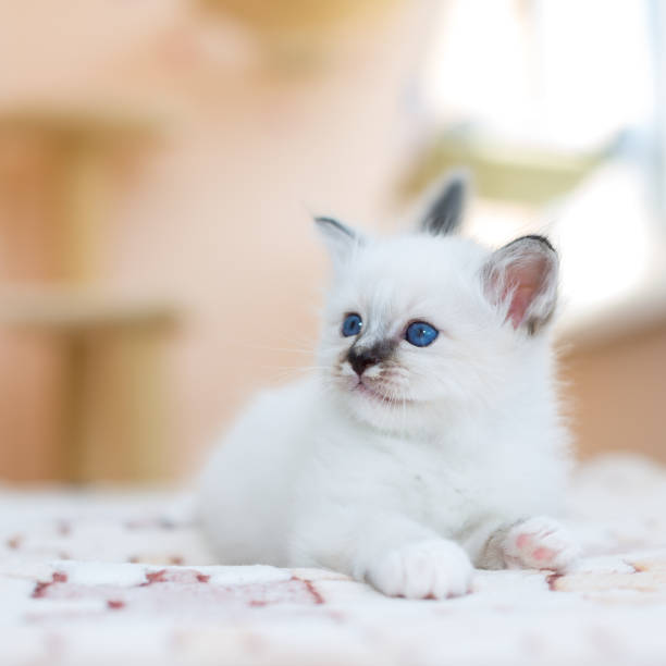 istock kitten cat breed sacred burma on a light background 1139373831