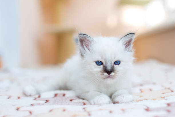 istock kitten cat breed sacred burma on a light background 1139373833
