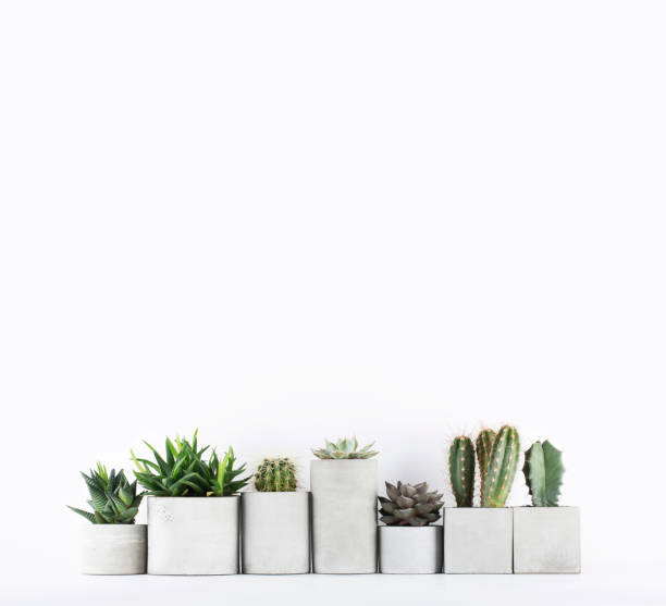 istock Succulents and cactus in a concrete pots on a white bedside table 1139373845