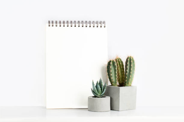 istock Succulents and cactus in a concrete pots on a white bedside table 1139373849
