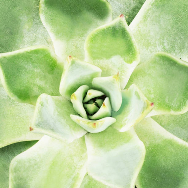 istock Succulent close-up. Flat lay. Top view 1139373858